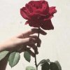 好运来的头像
