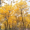 創薏的头像