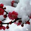 踏雪的头像