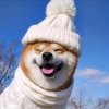sDJ的头像