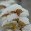 ♚雪儿Rosewhite的头像