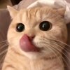 子衿吖的头像