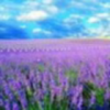 薰衣草、盛放的头像