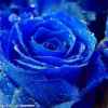 蓝玫瑰的头像