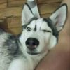 leeona的头像