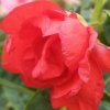 红牡丹的头像