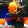 靓头一族嘉佳水族的头像