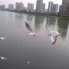 那一抹淡然的头像