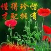 春兰的头像
