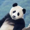 颜、菩提的头像