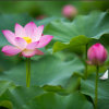 春暖花开的头像
