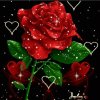 蔷薇花开的头像