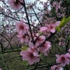 高风蜂花的头像