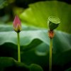 雨花石的头像
