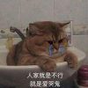 易语的头像