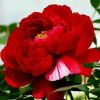 红牡丹的头像