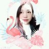闽乐孔雀的头像