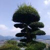 蓝飞的头像