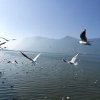 日月君羊的头像