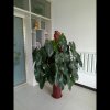 火辣辣（暂停）的头像