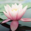 一花一世界的头像