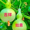 一棵大树的头像