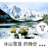 冰山雪莲的头像