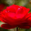 Rose的头像