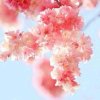 四季如春的头像