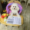 小芹同学的头像
