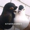 鸽子的头像
