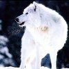 孤独雪狼的头像