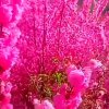 花开富贵的头像
