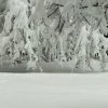 雪之恋(暂离)的头像