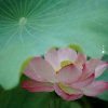 晓月的头像