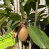 缘的头像