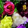 黑牡丹……退出的头像