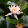 星藝flower mi的头像
