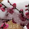 鹰歌雪中梅的头像