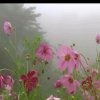 风雨同路（拒私信）的头像