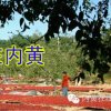 明天戒酒的头像