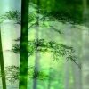 兰馨竹韵的头像