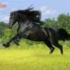 黑马的头像