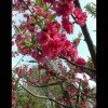 灿烂金霞的头像