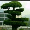 Fei的头像