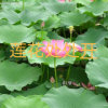 法愿的头像