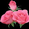  玫瑰 的头像