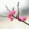梅花的头像