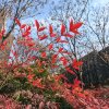 R.G晨露的头像