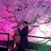 神农石氏膏药的头像